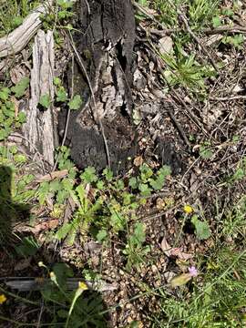 Image of Hydrocotyle laxiflora DC.