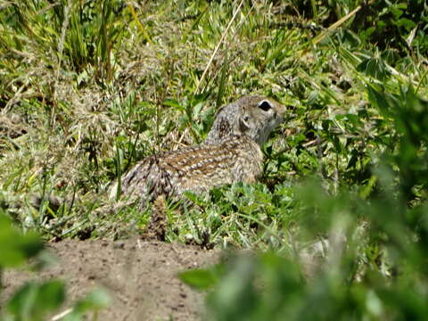 Image of Mexican Ground Squirrel