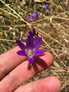 Image of harvest brodiaea