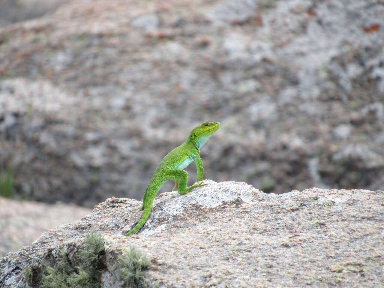 صورة Pristidactylus achalensis (Gallardo 1964)