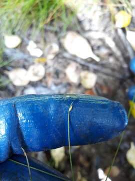 Image of Isolepis cernua var. cernua