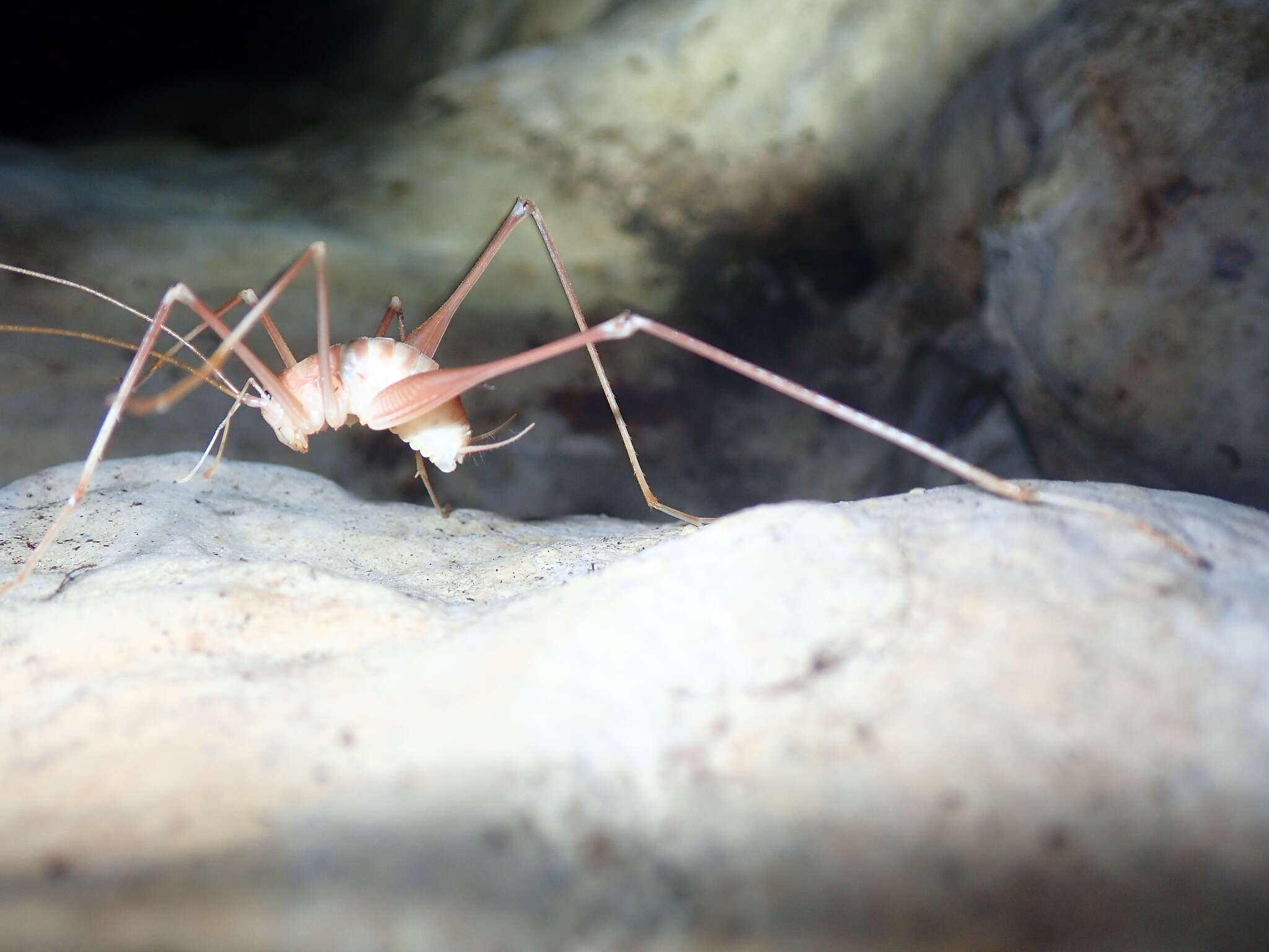 Image of Dolichopoda (Dolichopoda) araneiformis (Burmeister & H. 1838)