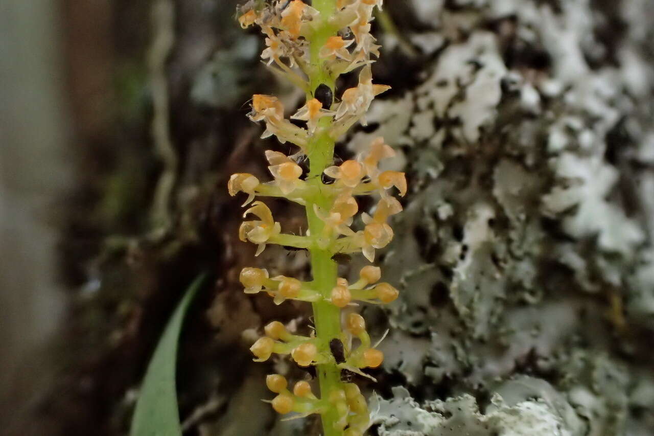 Image de Oberonia caulescens Lindl.