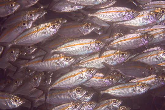 Image of Oxeye scad