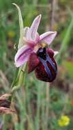 Image of Ophrys sphegodes subsp. spruneri (Nyman) E. Nelson