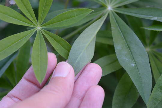 Image of bigleaf lupine