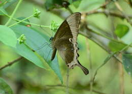 Image of Malabar Banded Peacock