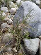 Plancia ëd Chloracantha spinosissima (Brandegee) Nesom