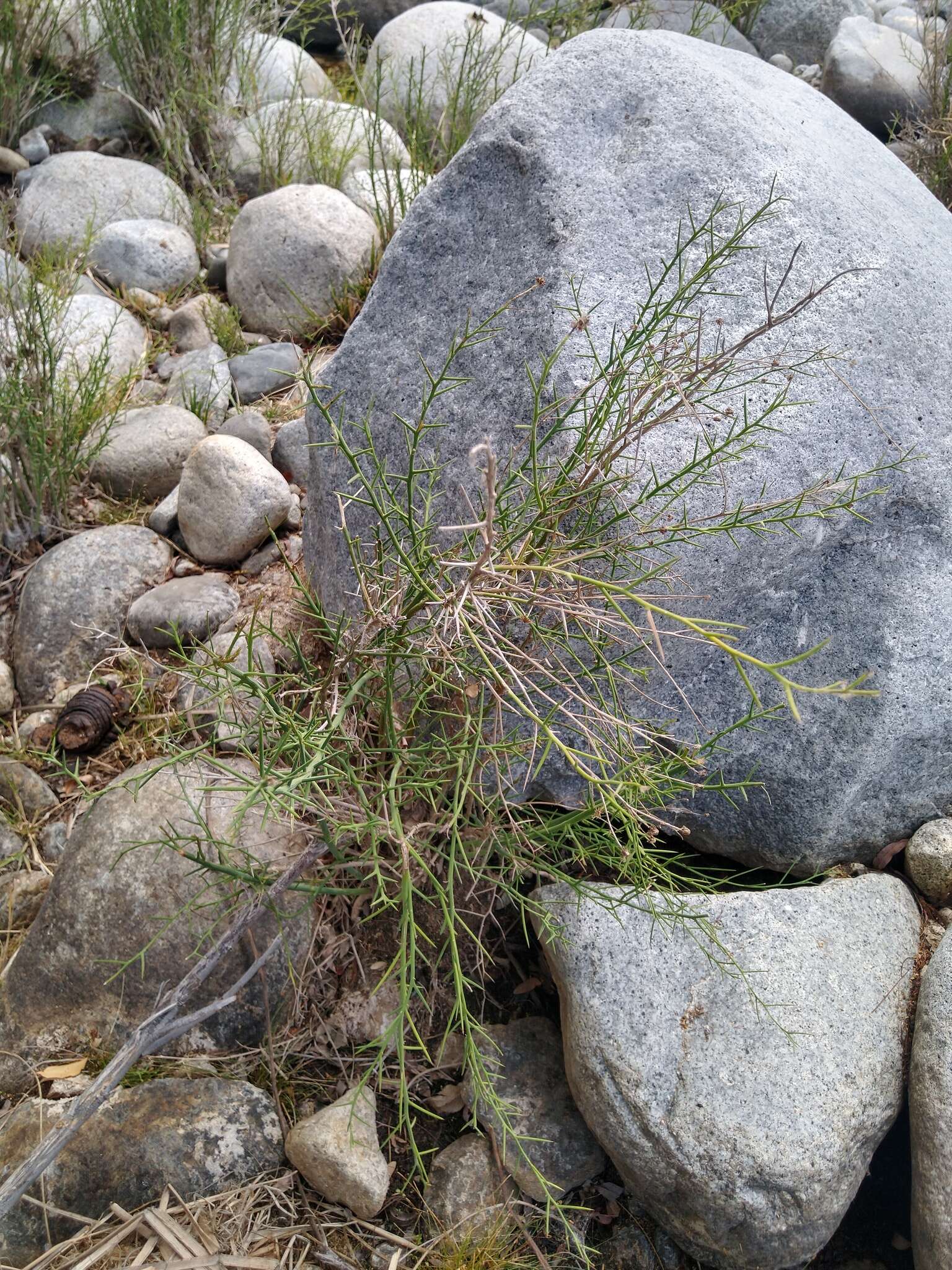 Image of Chloracantha spinosissima (Brandegee) Nesom