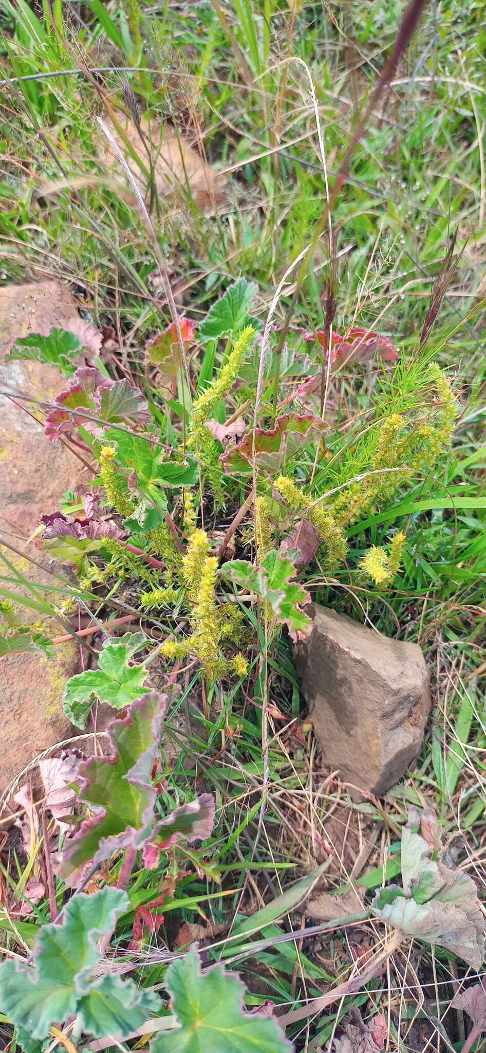 Image of Crassula lanceolata (Eckl. & Zeyh.) Endl. ex Walp.