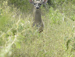 Image de Odocoileus virginianus yucatanensis (Hays 1872)