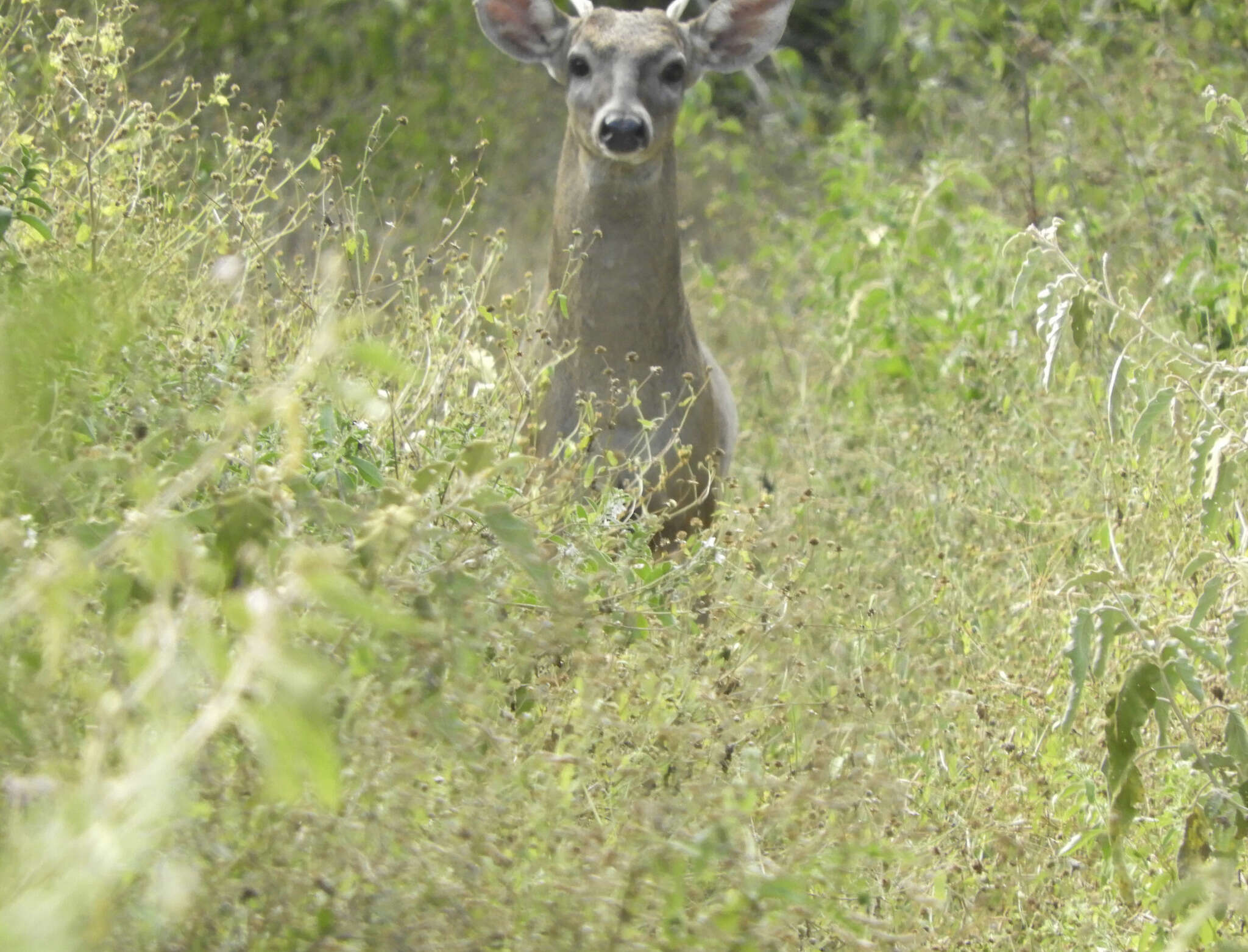 Image de Odocoileus virginianus yucatanensis (Hays 1872)