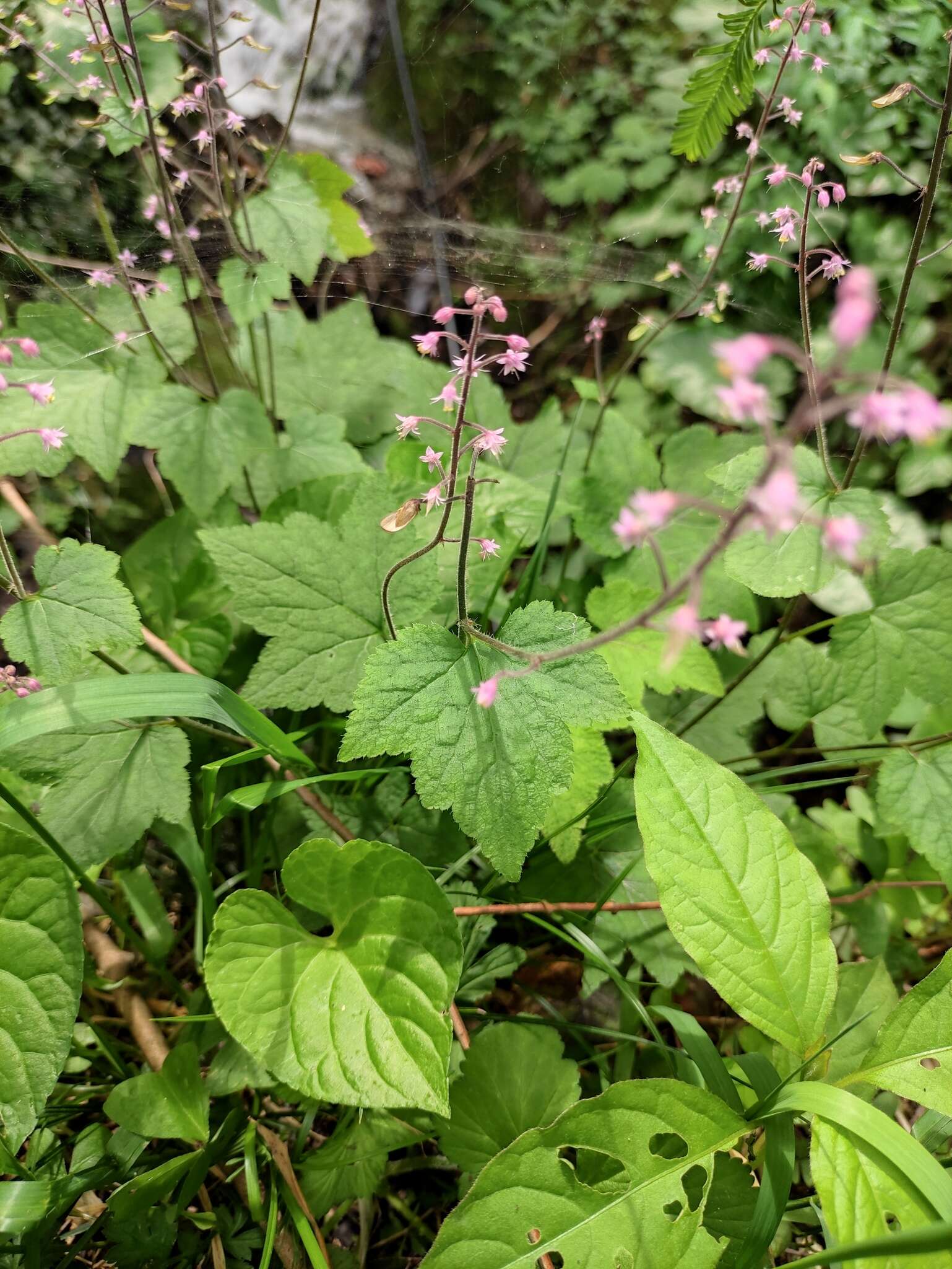 Image of Tiarella polyphylla D. Don