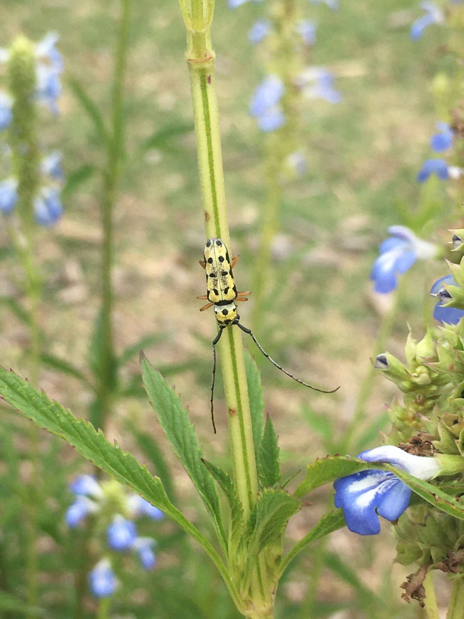 Sivun Zeale nigromaculata (Klug 1829) kuva