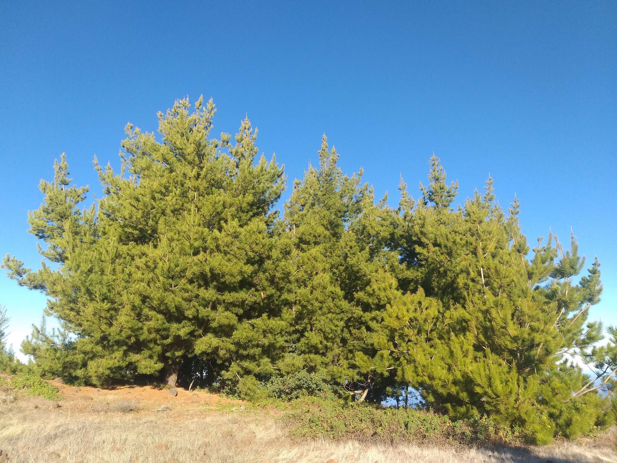 Image of Guadalupe island pine