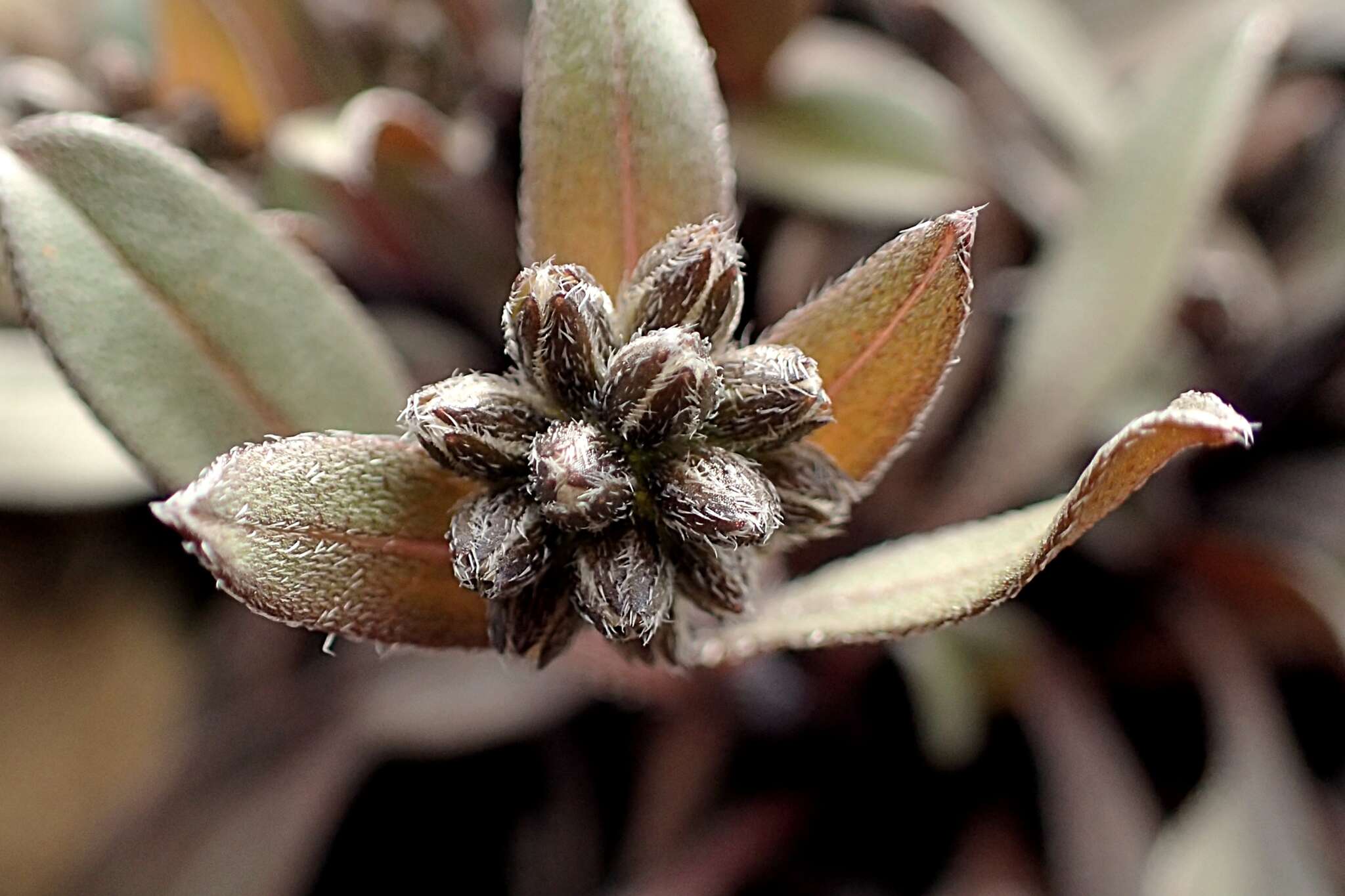 Image of Myosotis monroi Cheeseman