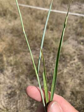 Image of perennial cupgrass