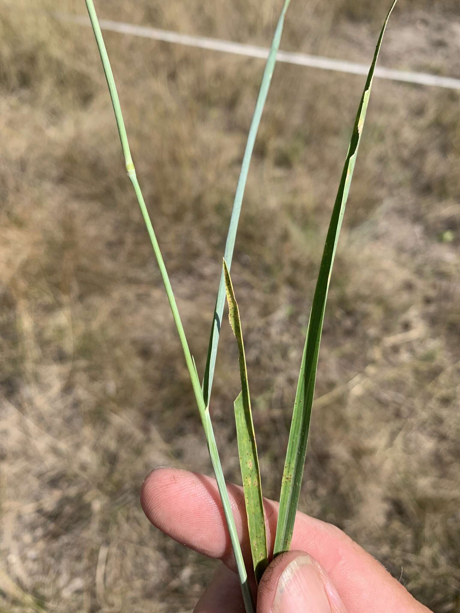 Sivun Eriochloa pseudoacrotricha (Stapf ex Thell.) J. M. Black kuva