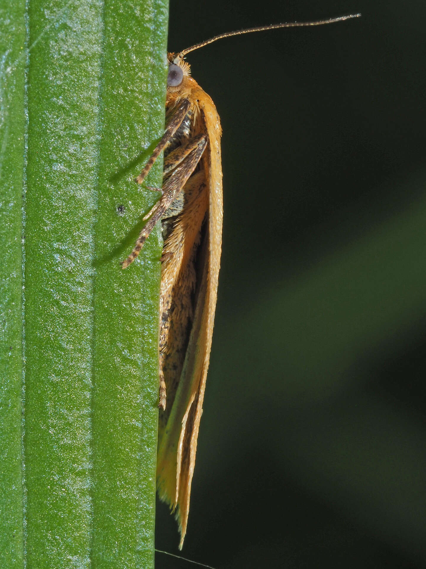 Image of <i>Aphelia viburnana</i>