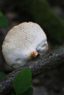 Imagem de Polyporus tuberaster (Jacq. ex Pers.) Fr. 1821