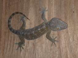 Imagem de Gekko gecko gecko (Linnaeus 1758)