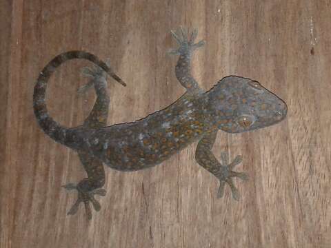 صورة Gekko gecko gecko (Linnaeus 1758)