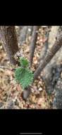 Image of Rock tree-nettle