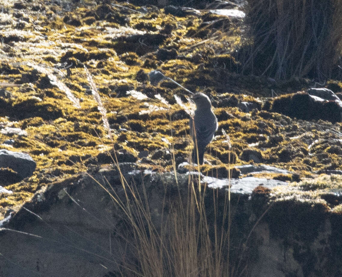 Image of Plain-capped Ground Tyrant