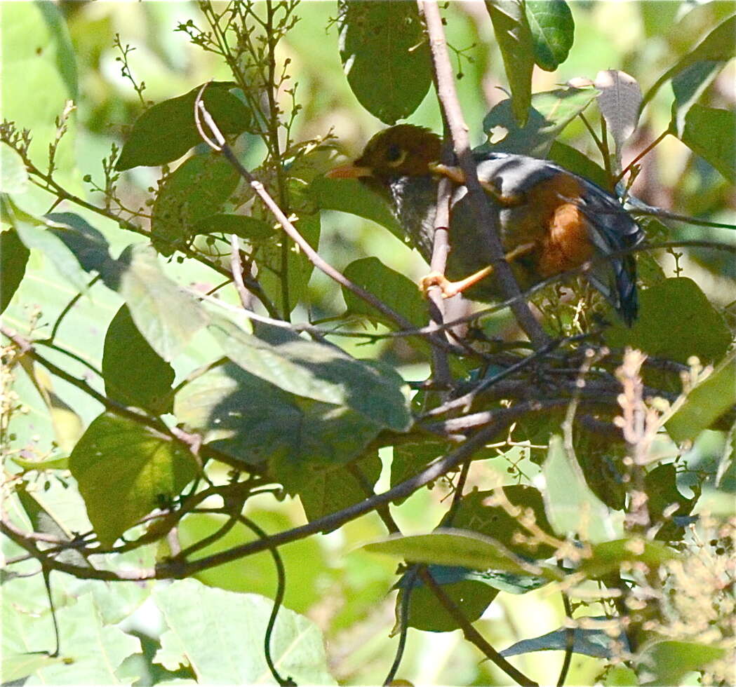 Image of Chestnut-hooded Laughingthrush