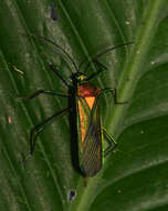 Image of Stenoprasia bicolora Brailovsky 1986