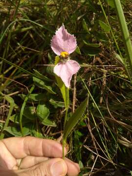 Image of Dalechampia francisceana Baill.