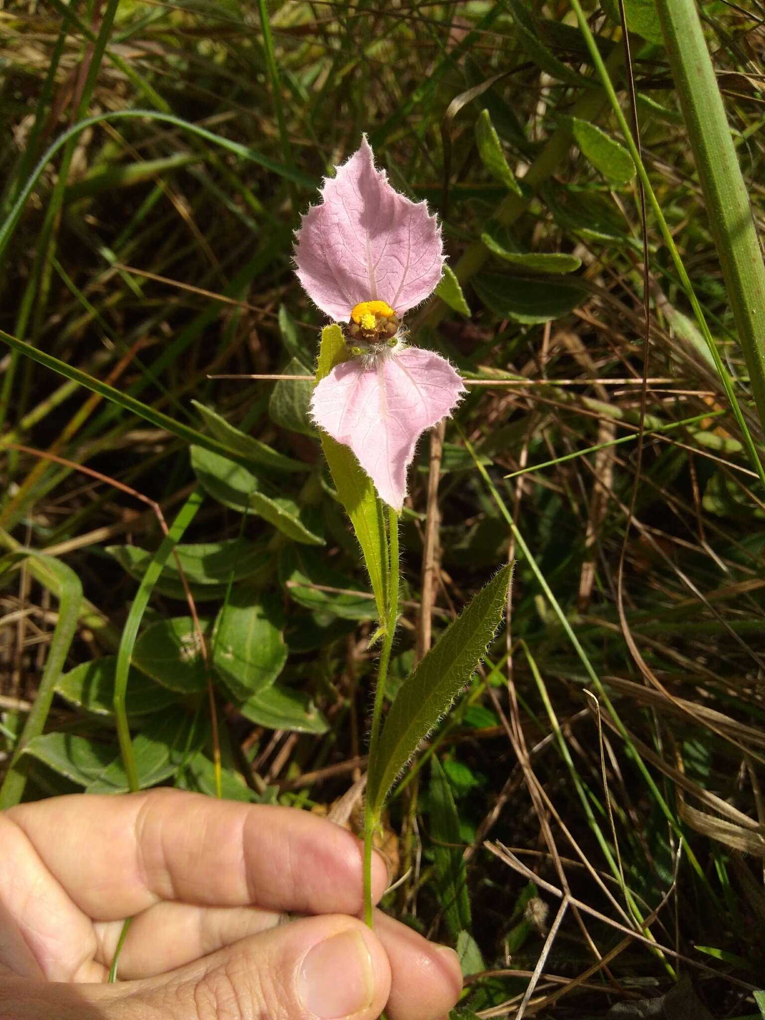 Image of Dalechampia francisceana Baill.