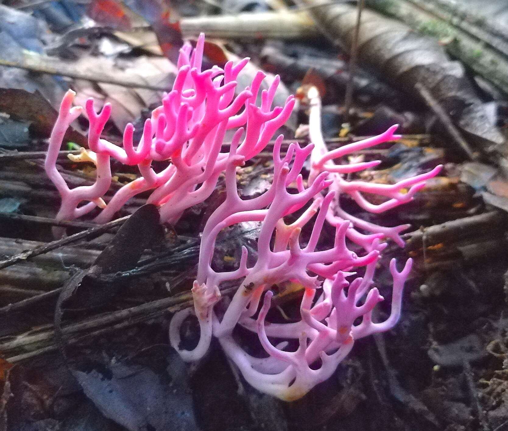 Image of Clavaria schaefferi