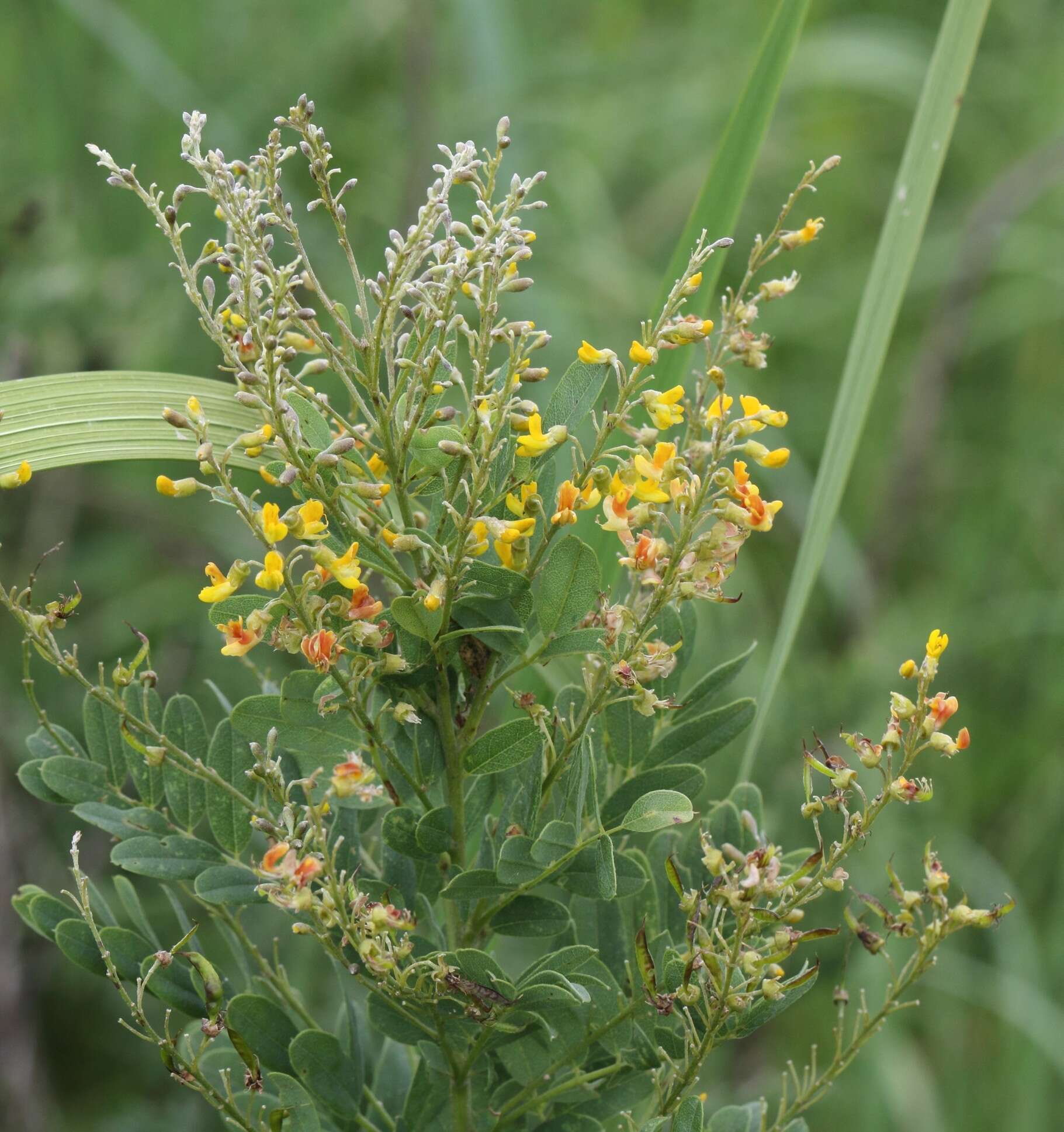 صورة Calpurnia sericea Harv.