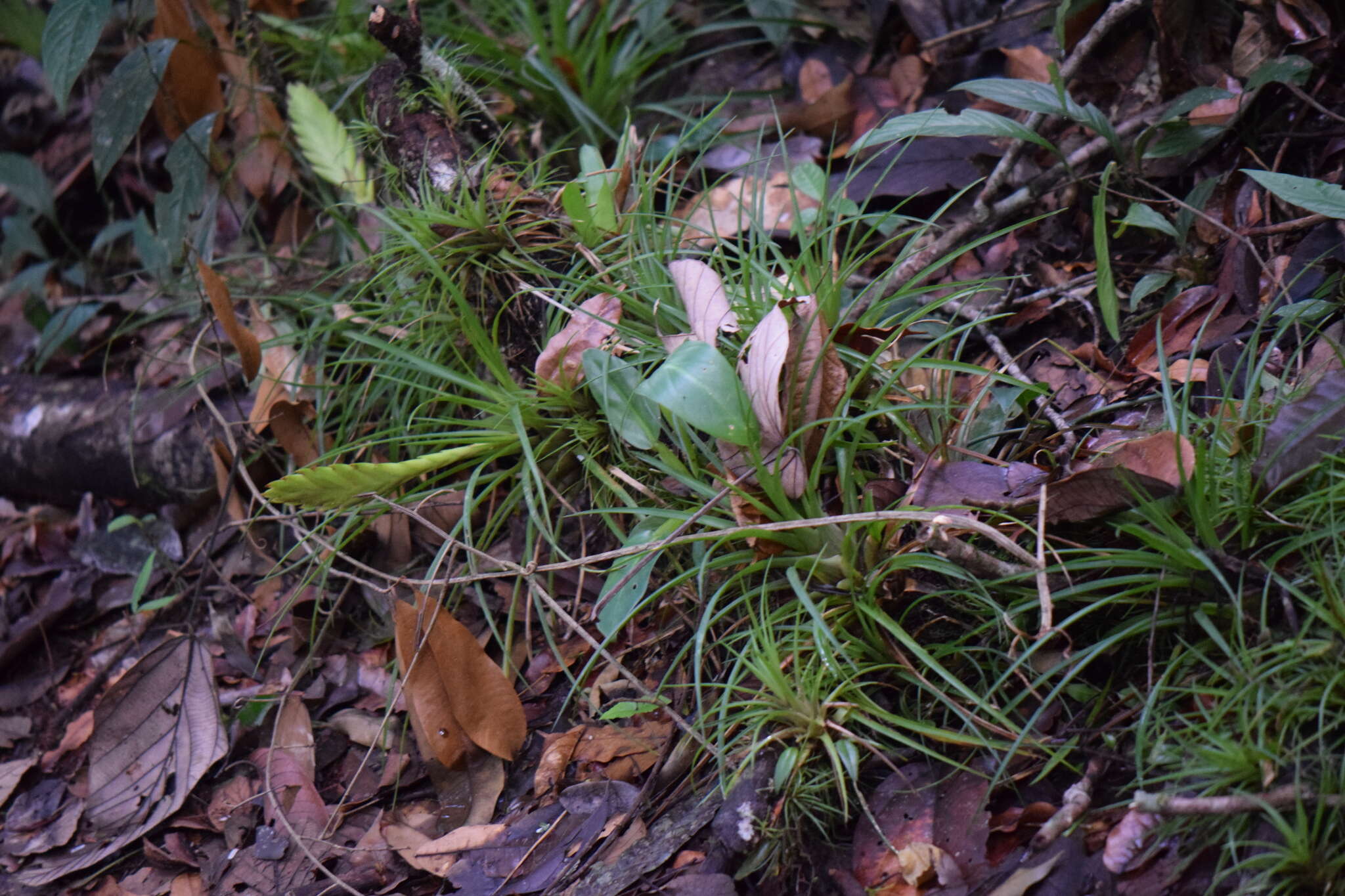 Image of Wallisia anceps (G. Lodd.) Barfuss & W. Till
