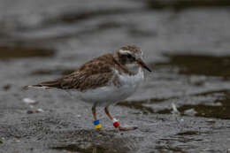 Image of Shore Dotterel