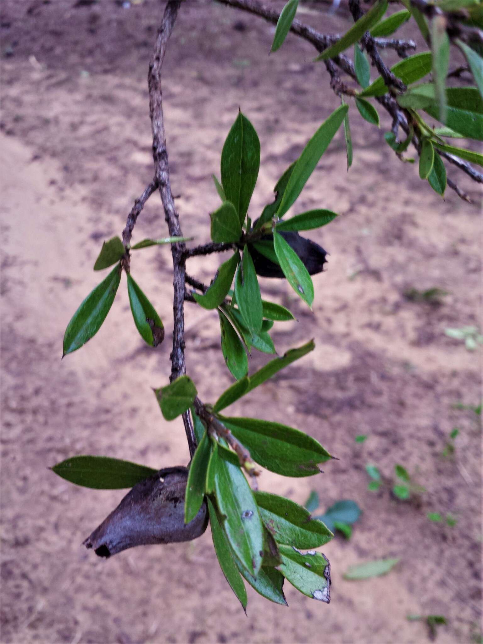 Image of Diospyros aculeata H. Perrier