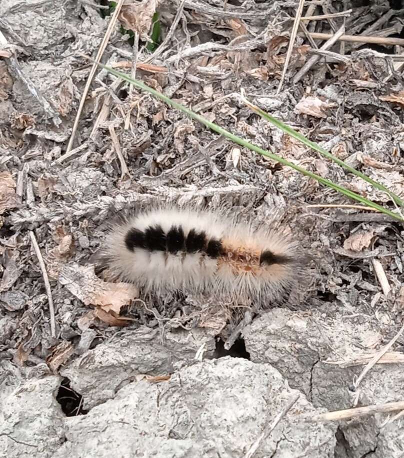 Image of Larch Tussock Moth