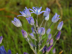 Image de Hyacinthoides mauritanica (Schousb.) Speta