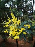 Image of green wattle