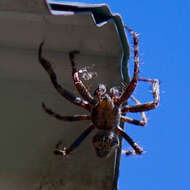 Image of Araneus saevus (L. Koch 1872)