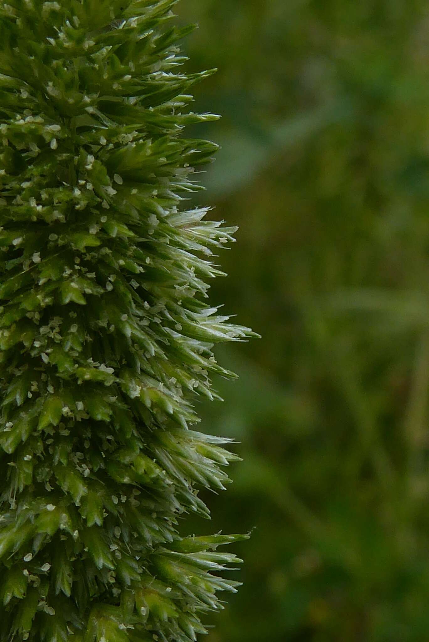 صورة Rostraria cristata (L.) Tzvelev