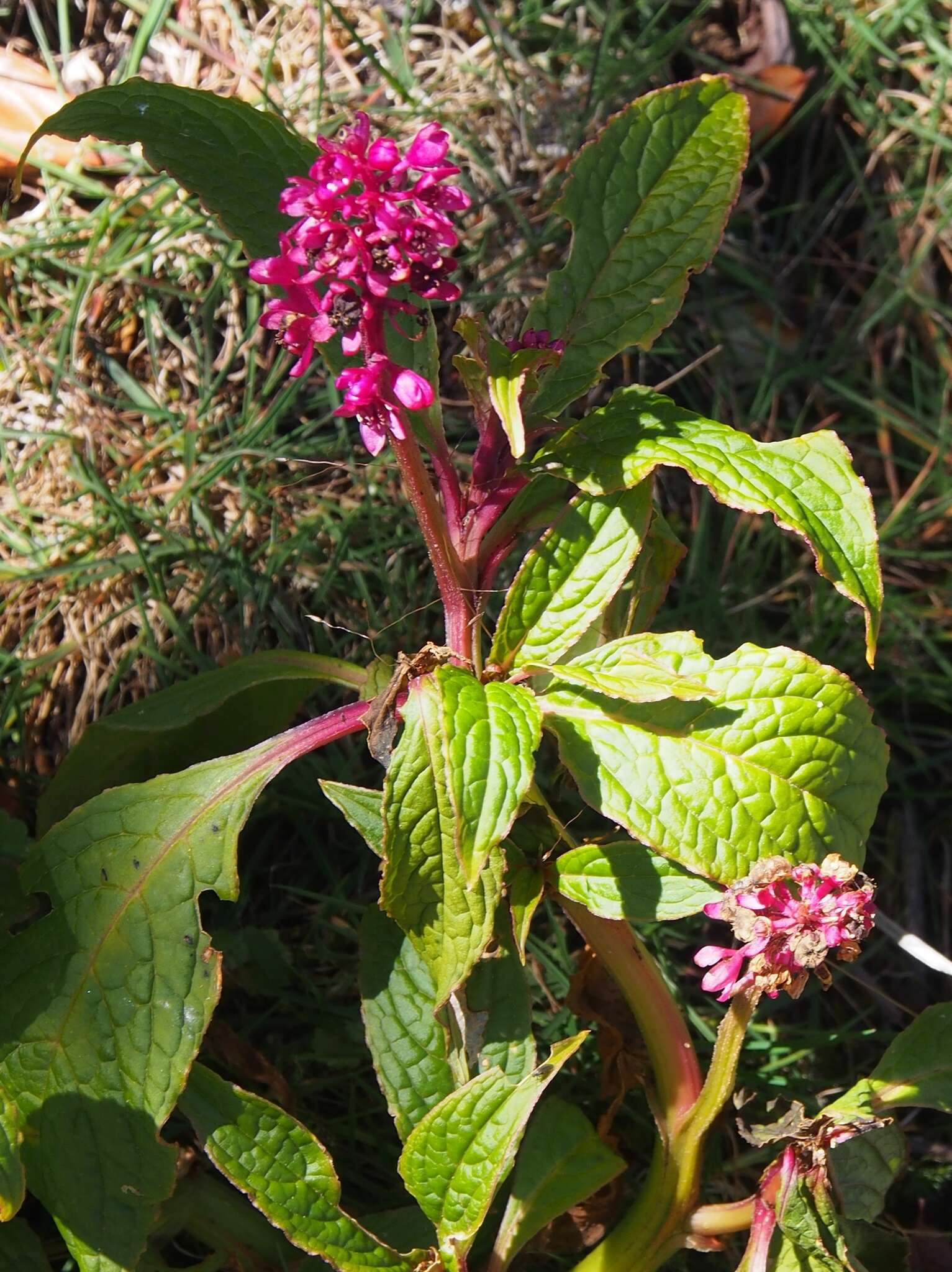 Image of Phytolacca rugosa A. Br. & Bouche