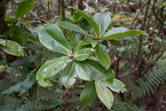 Image of Foetidia mauritiana Lam.