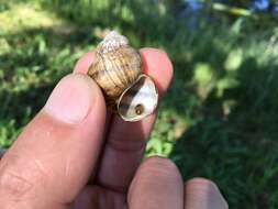 Image of Common Bladder Snail