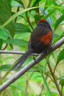 Image of Slaty Spinetail