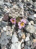 Image of Death Valley monkeyflower