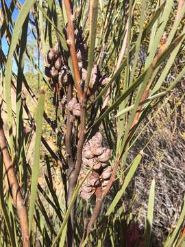 Image of Hakea francisiana F. Müll.