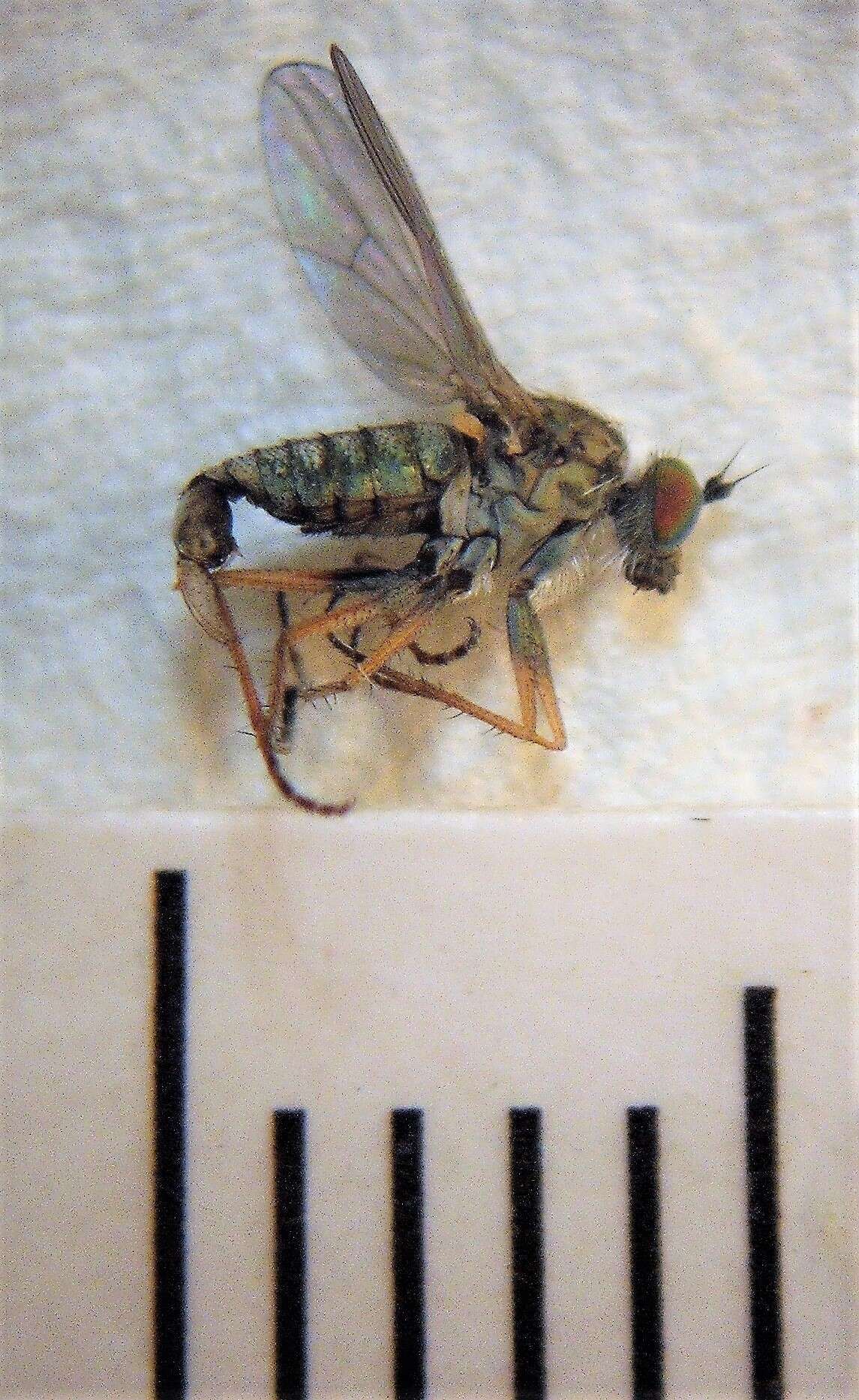 Image of Scorpiurus thorpei Masunaga 2017