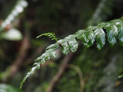 Image of Asplenium cuneatiforme Christ